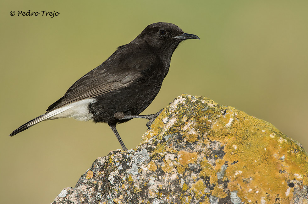 Collalba negra (Oenanthe leucura)